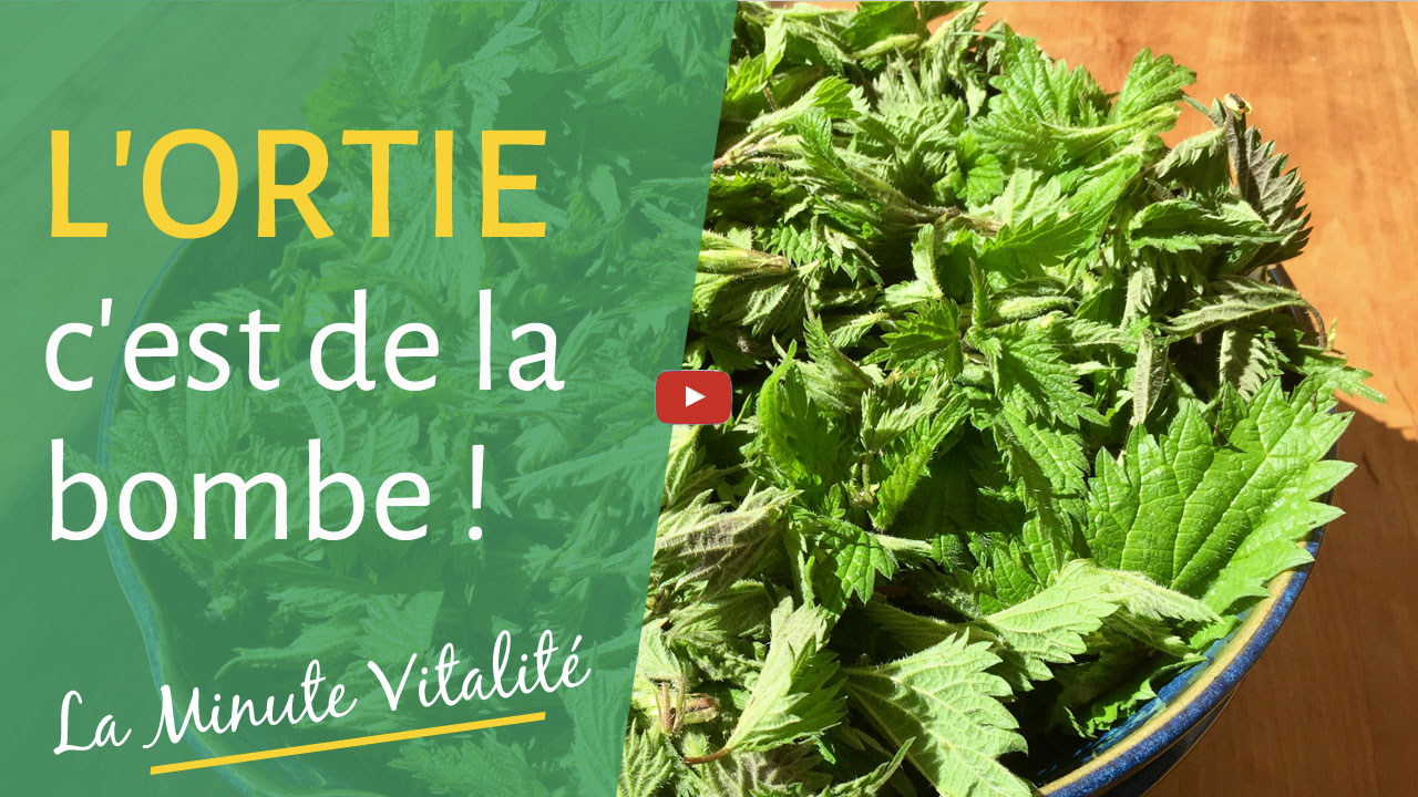 Pourquoi l’ortie est-elle une bombe nutritionnelle ?