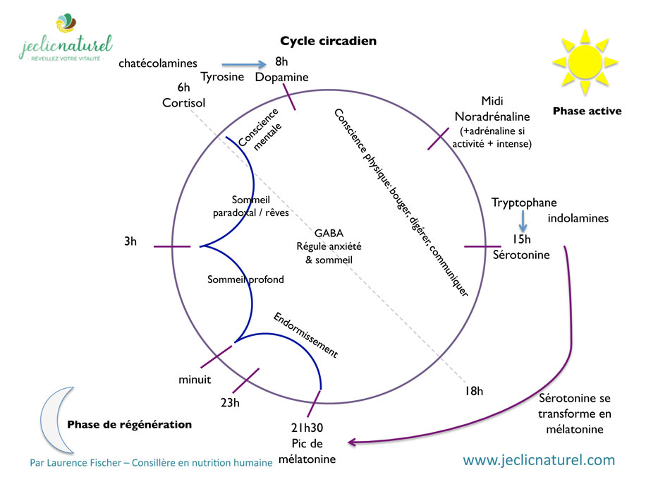 Comment fonctionne le sommeil  ? Les différents cycles