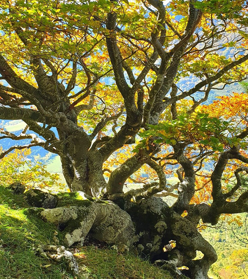 arbre-automne