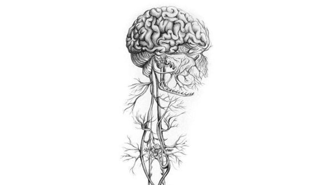 Le système nerveux comme chemin de guérison