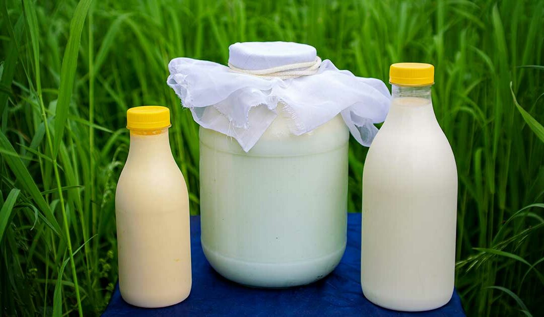 Les dangers du lait pasteurisé !