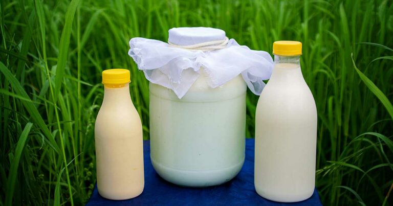 Les dangers du lait pasteurisé