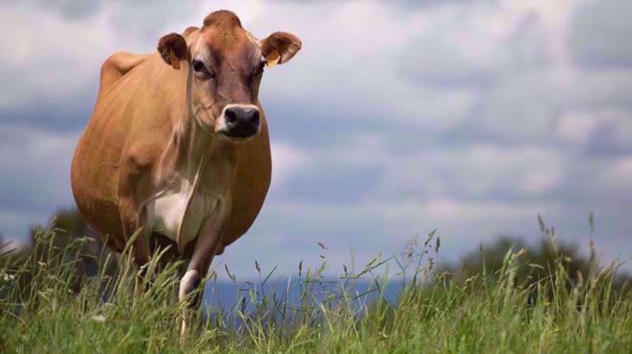 Boire du lait de vache Jersey