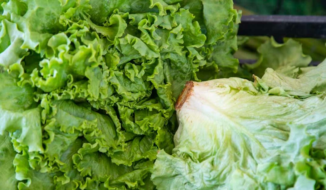 La salade verte est-elle un légume vert ?