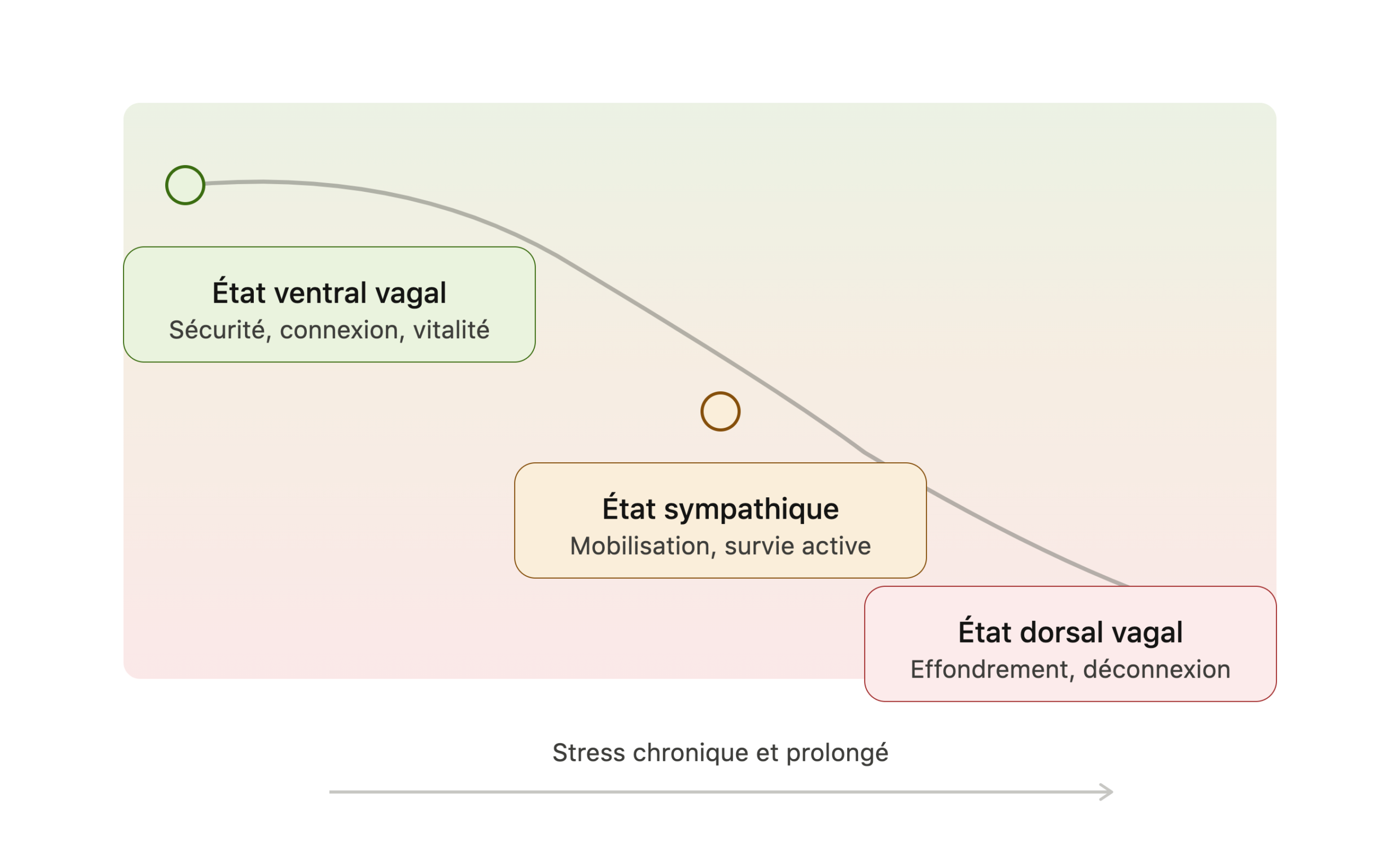 Les 3 états du système nerveux selon la théorie polyvagale
